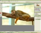 Photoshopで写真に文字をいれる方法