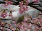 Photoshopで写真にモザイク処理を施す方法